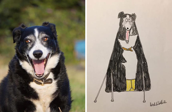 30 Animal Portraits Drawn So Badly, They Look Like Masterpieces
