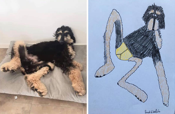 30 Animal Portraits Drawn So Badly, They Look Like Masterpieces