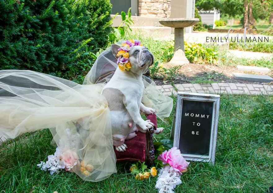 I Gave My French Bulldog Has Beautiful Maternity Shoot (6 Pics)