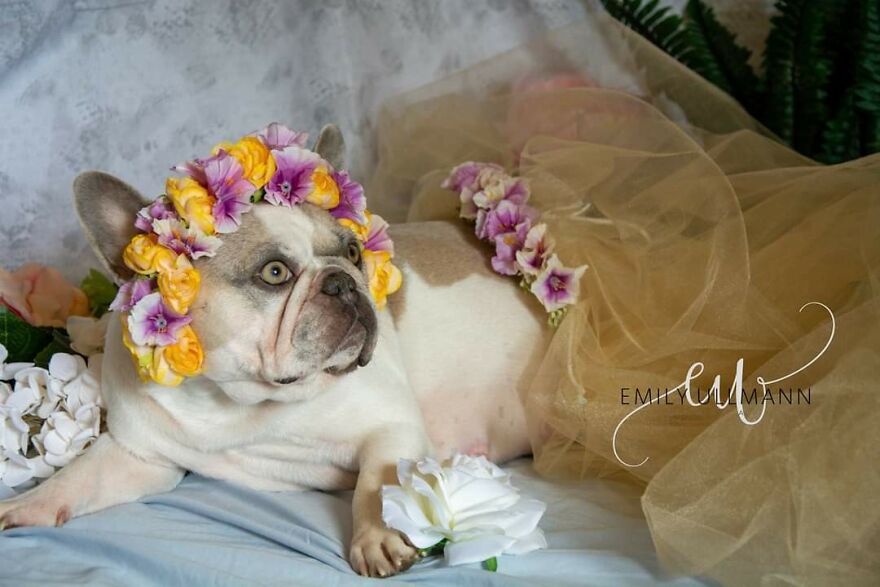 I Gave My French Bulldog Has Beautiful Maternity Shoot (6 Pics)