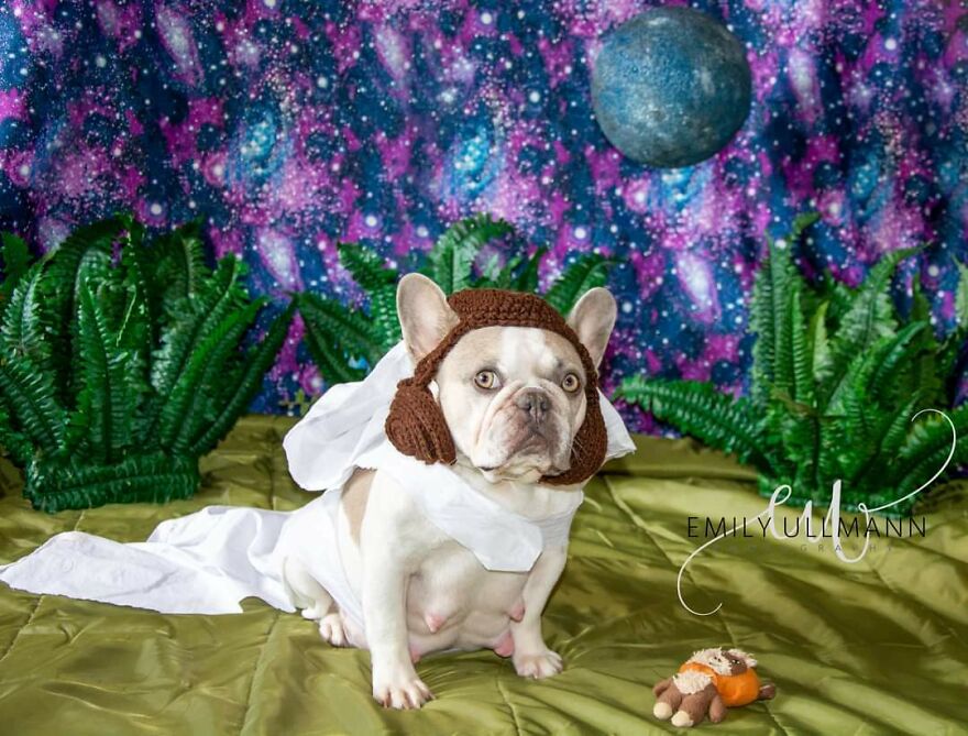 I Gave My French Bulldog Has Beautiful Maternity Shoot (6 Pics)
