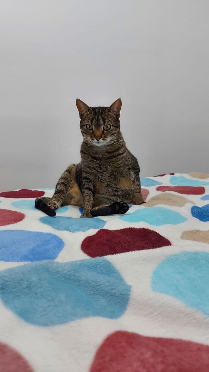 This Is My Cat Casca. She Was Like This When I Entered The Bedroom.