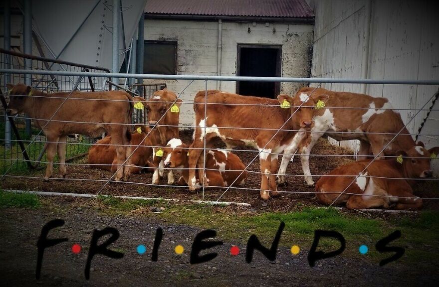 Friends In Pandemic Times