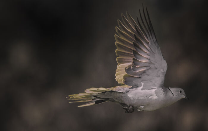 I’ve Spent 5 Years Capturing Perfectly Timed Action Shots Of Animals In Nature (35 Pics)