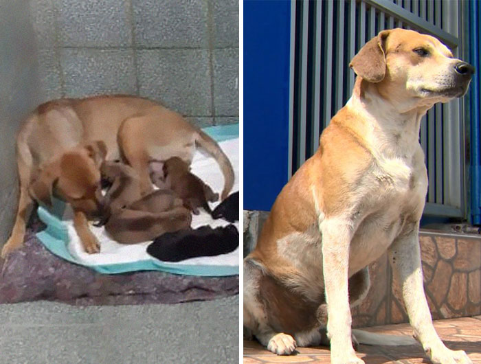 This Dog Dad Waited Outside A Vet Clinic While The Mother Gave Birth To 6 Puppies