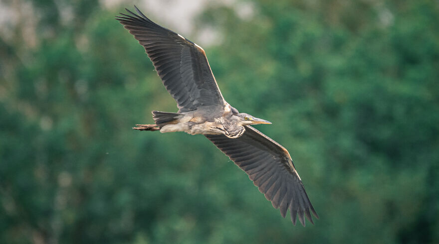Belgian Photographer Captures 40 Perfectly Timed Animal Photos