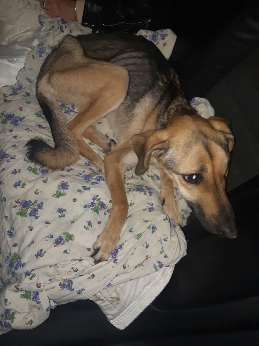 Locals Spot A Dog Stuck On The Edge Of A Balcony, Turns Out She Tried To Escape Her Abusive Owner