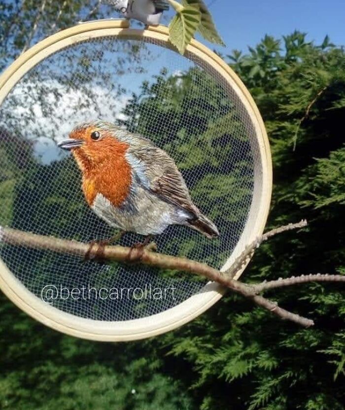 European Robin