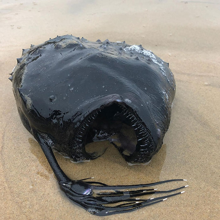 Angler Fish Washed Ashore