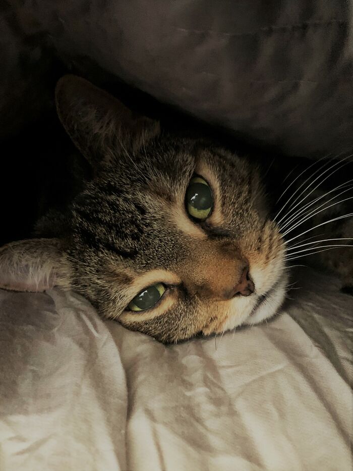 Undercover Sienna, Is It Time For Dinner?