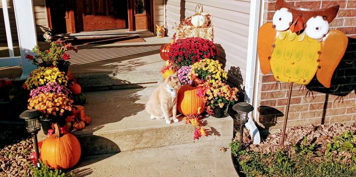 My Big Guy Enjoying The Morning Sun. Missouri