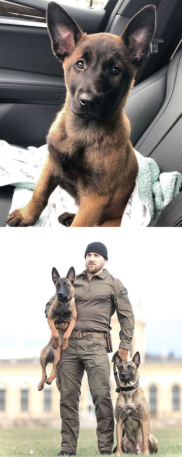 Belgian Malinois