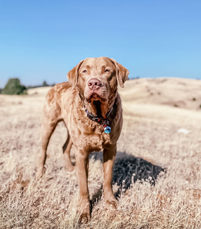 Chesapeake Bay Retriever