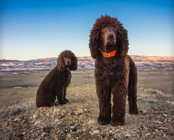 Irish Water Spaniel