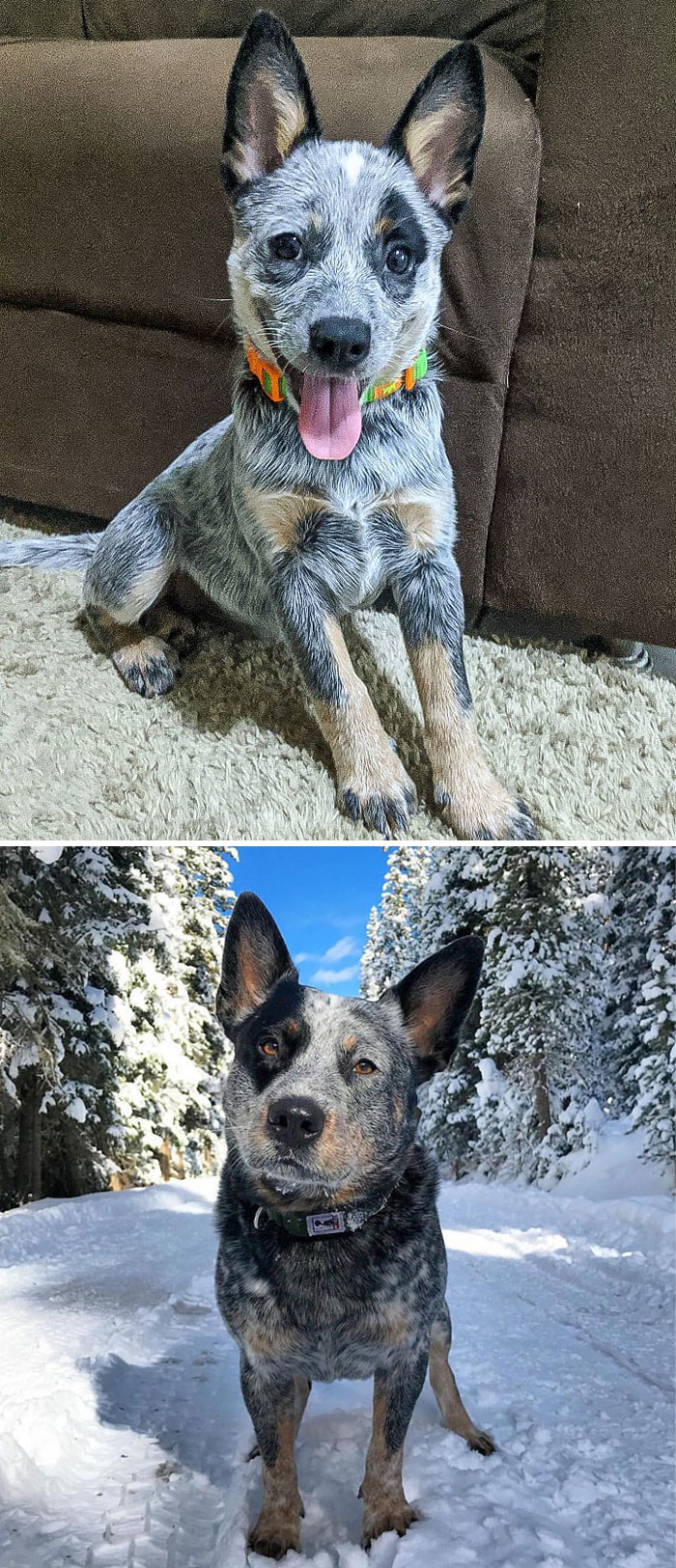 Australian Cattle Dog
