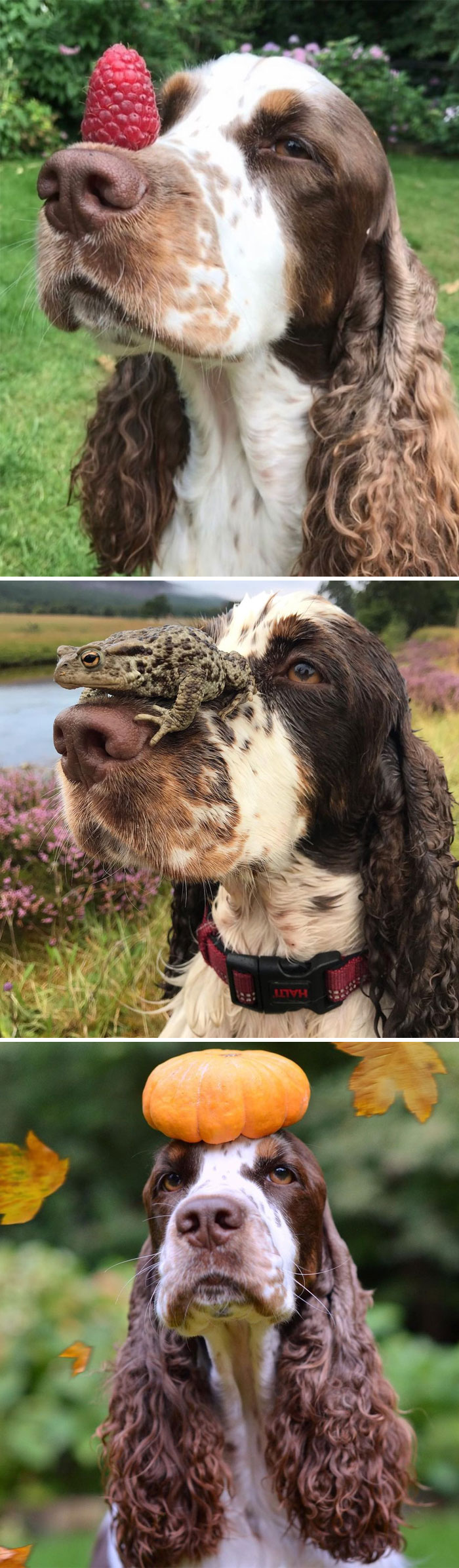 English Springer Spaniel