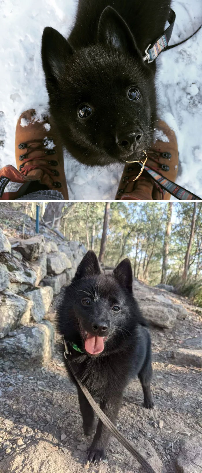 Schipperke