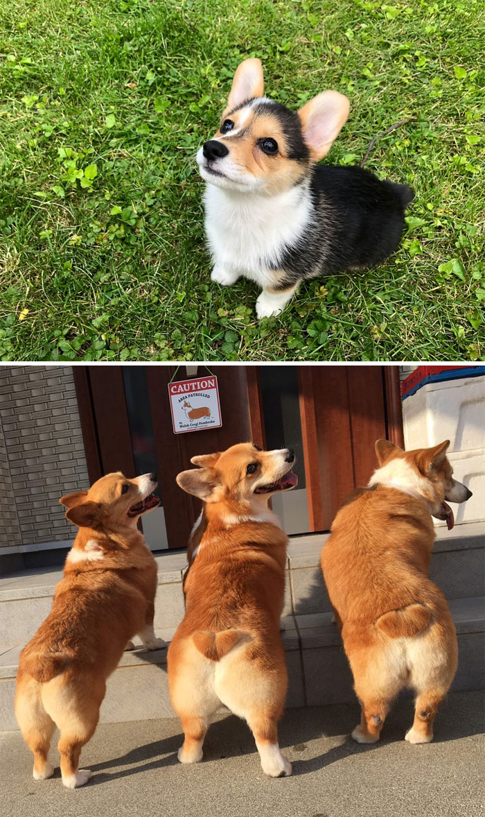 Pembroke Welsh Corgi