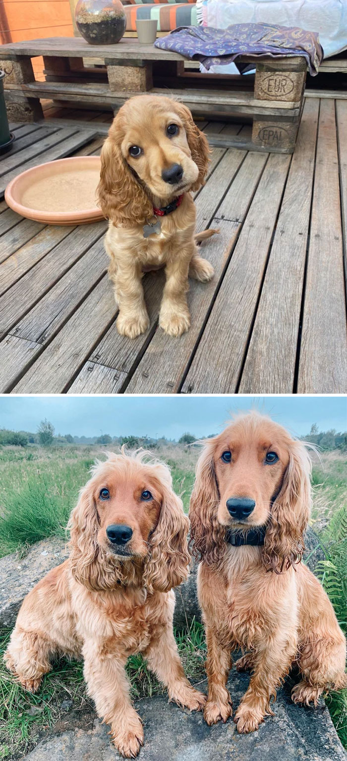 English Cocker Spaniel