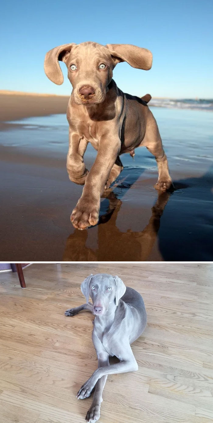 Weimaraner