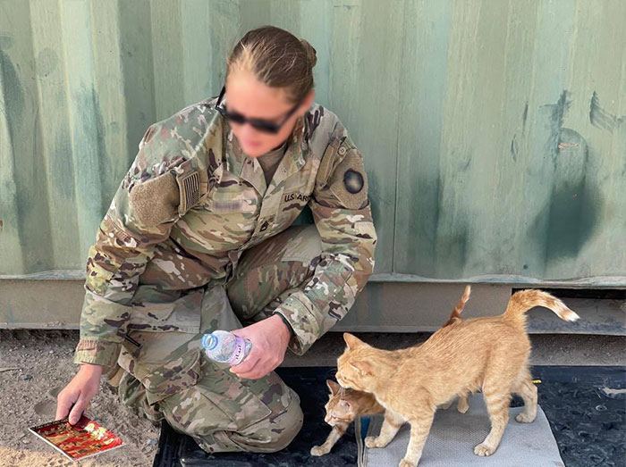 Sergeant Whiskers: A Cat With Two Kittens That Comforted Soldiers While They Were On Tour