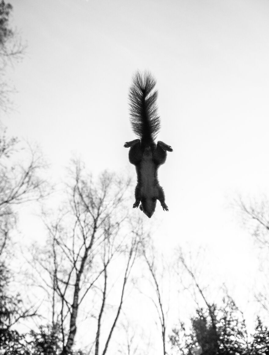 Belgian Photographer Captures 40 Perfectly Timed Animal Photos