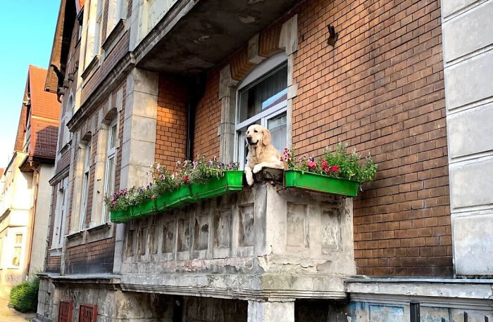 Golden Retriever Hanging Out On Its Balcony Became The Most Popular Tourist Attraction In Gdansk