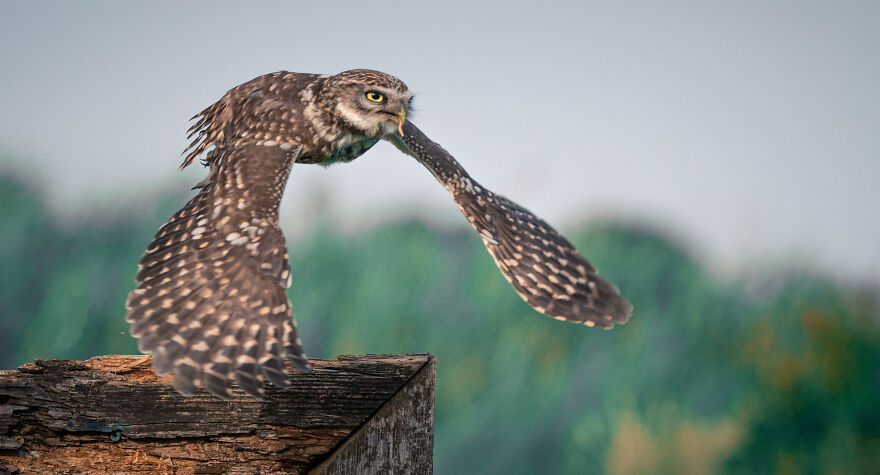 Belgian Photographer Captures 40 Perfectly Timed Animal Photos