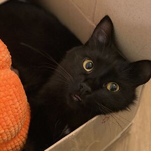 octoberrock11 avatar