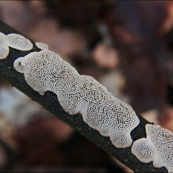Datronia Mollis Fungi