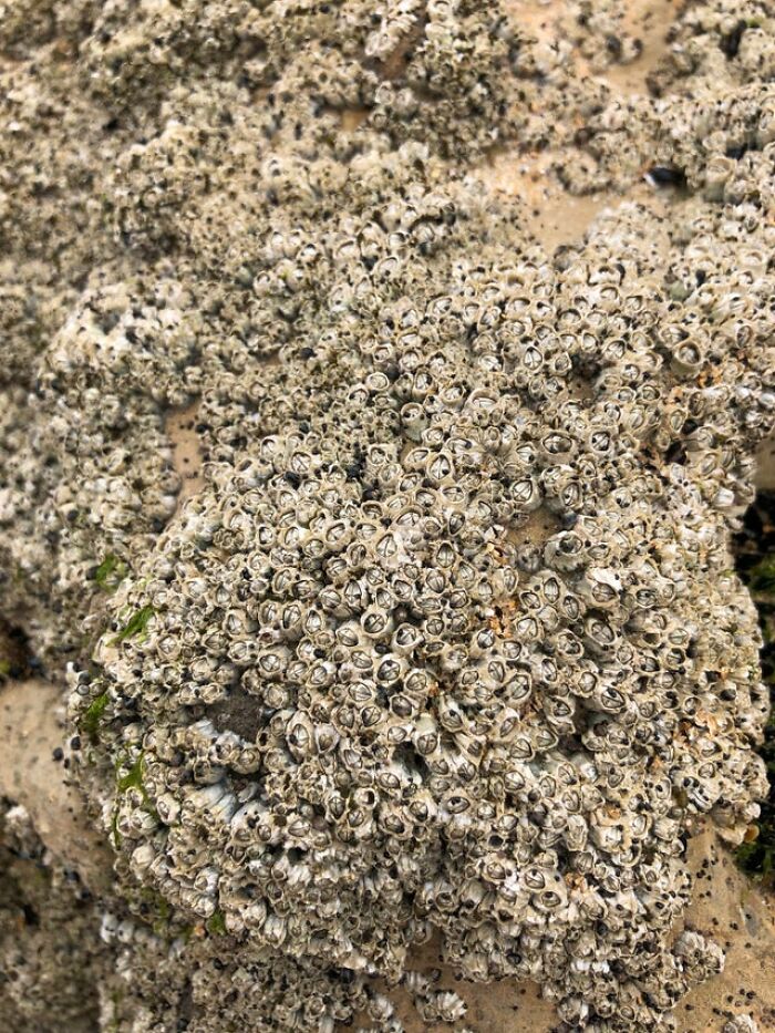 These Creepy Barnacles