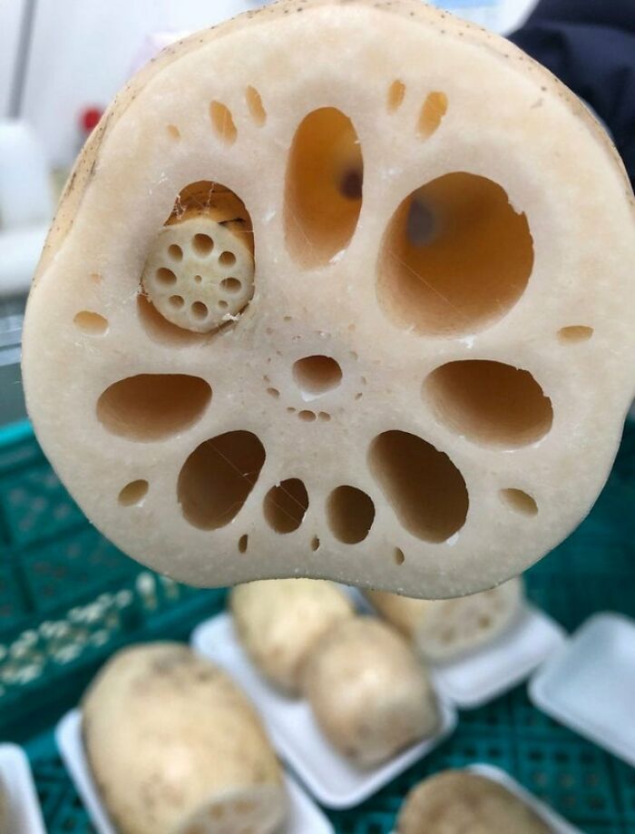 Lotus Root Inside A Lotus Root. Double Trypophobia