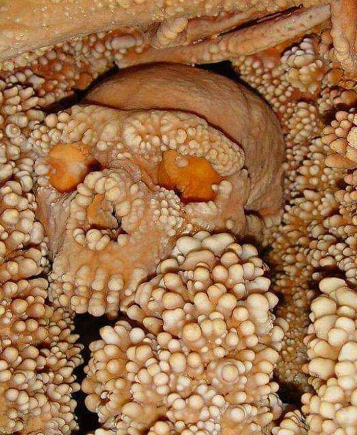 Un cráneo envuelto en piedra caliza