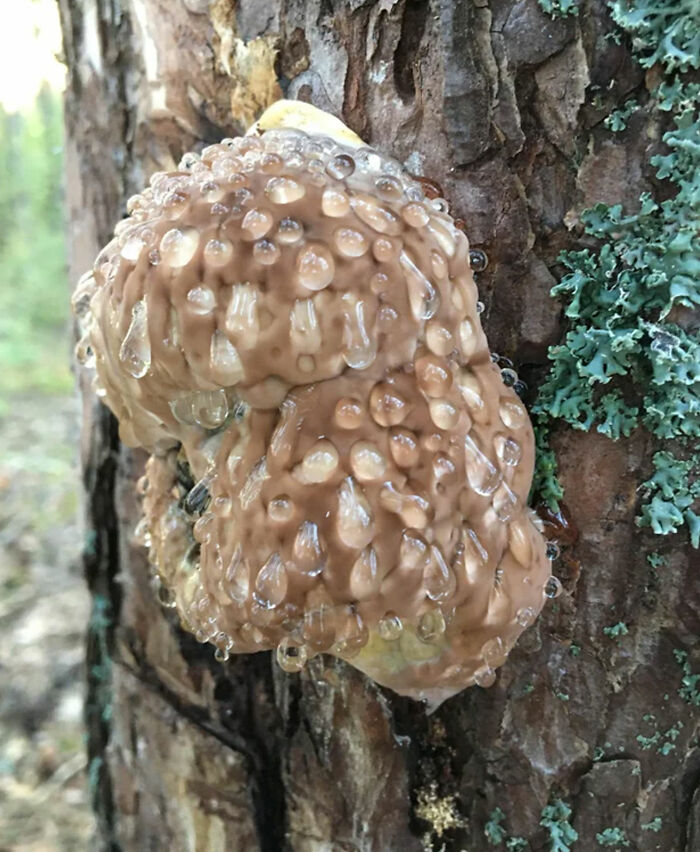 Found In Forest In Sweden, About 1m From Ground, Roughly 20cm In Size. Hard To The Touch, But Drips Liquid When Knocked