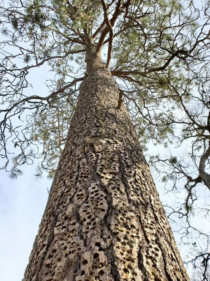 This Tree That Woodpeckers Use To Store Their Acorns