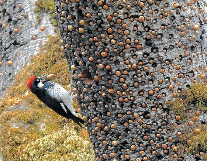 This Woodpecker's Acorn Stash In A Granary Tree