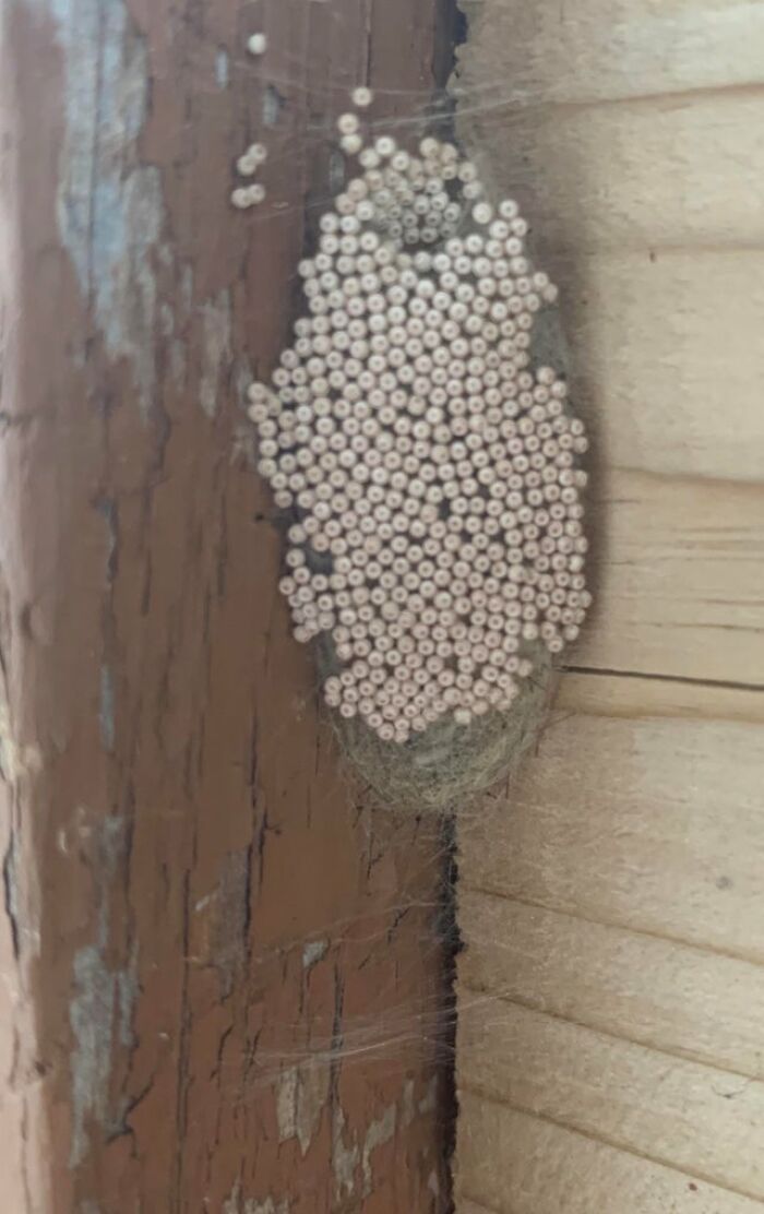 A Spider Nest On My Porch