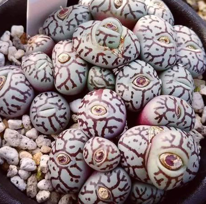 These Button Plants (Conophytum Wittebergense) Look Like Creepy Bloodshot Eyes