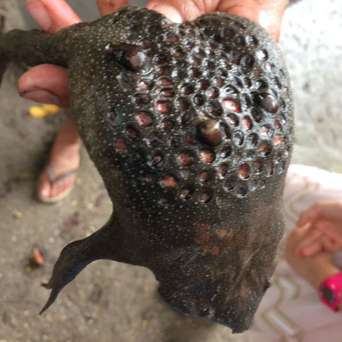 Suriname Toads Give Birth Out Of Their Back