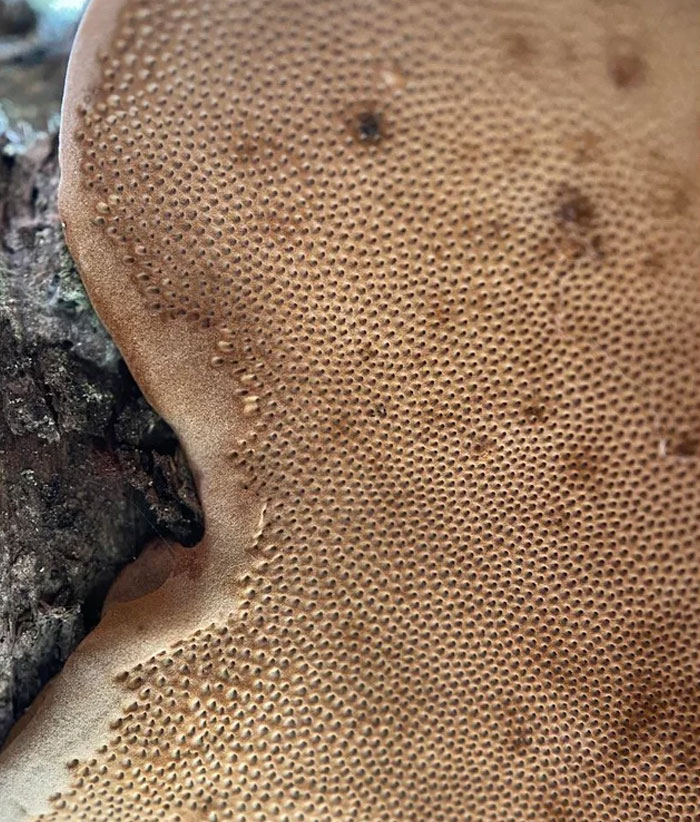 The Underside Of A Fungus I Saw Today