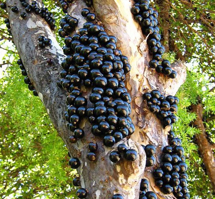Jabuticaba Tree Also Known As The Brazilian Grape Tree. What Makes It So Unique Is That The Fruit Grows Out Of Its Bark