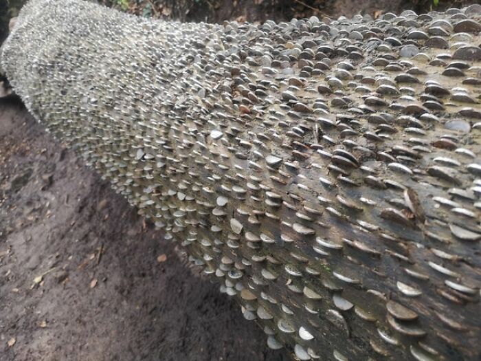 Coins In A Tree I Passed By On A Hike