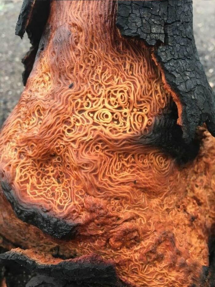 A Burned Tree That Looks Like Spaghetti