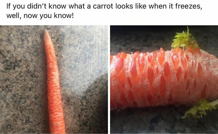 So I’ll Never Freeze A Carrot Now. Gross