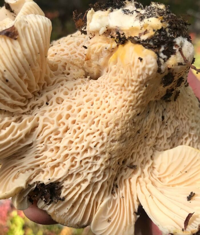 The Underside Of A Mushroom