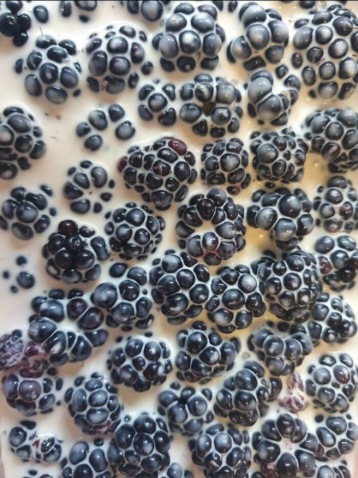 I Poured Cream Over Some Freshly Picked Blackberries And They Look Less Than Tasty