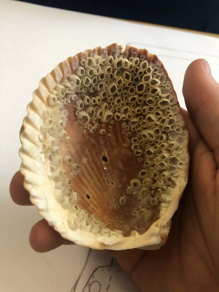 This Seashell In My Art Class Almost Made Me Barf