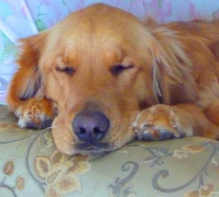 My Beautiful Samson Passed Away Last Year Was 7 Hate Cancer!