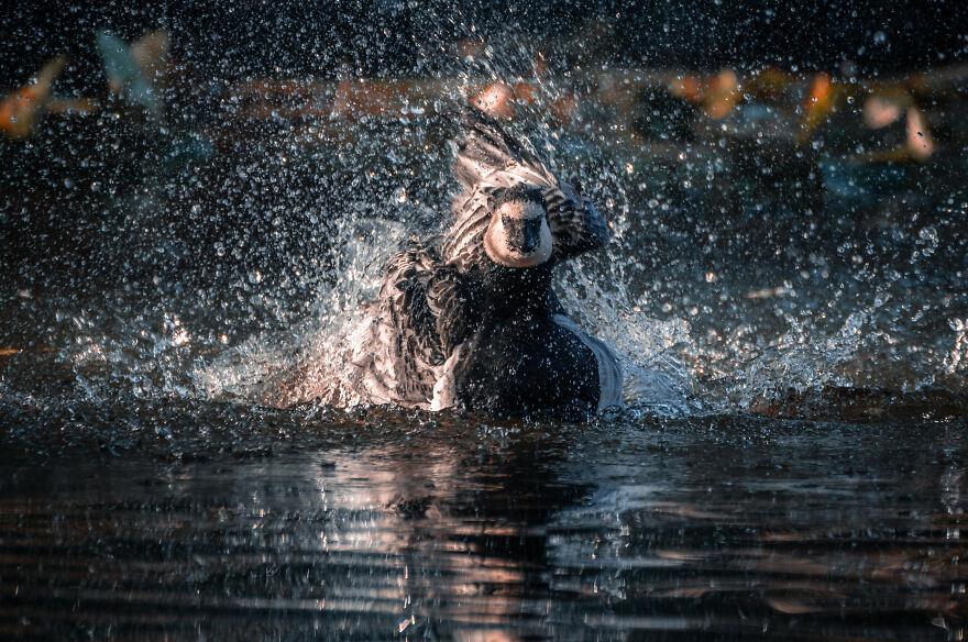 Belgian Photographer Captures 40 Perfectly Timed Animal Photos
