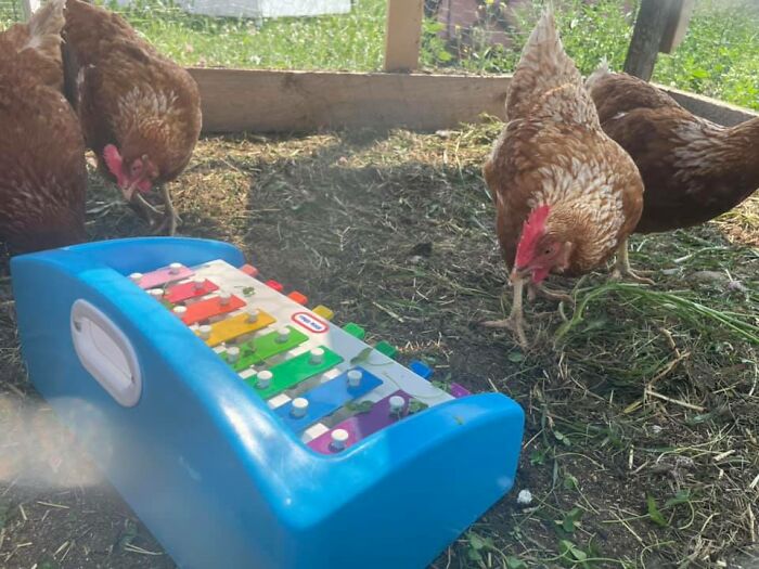 The Lady At The Thrift Shop Told Me That My Child Would Love This Toy And It’s Such A Good Deal At Only $3